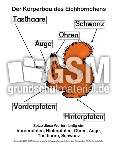 AB-Eichhörnchen-Der-Körperbau-Lösung.pdf